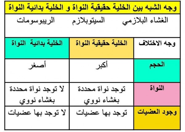 وجه الشبه بين الخلية حقيقية النواة و الخلية بدائية النواة الغشاء البلازمي السيتوبلازم الريبوسومات